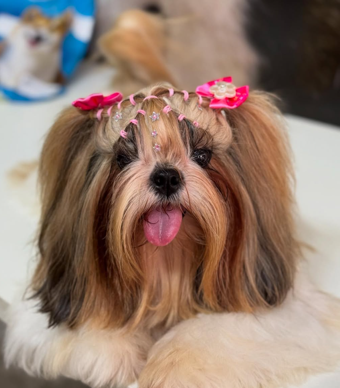 Transformação Golden Retriever - Tosa Completa