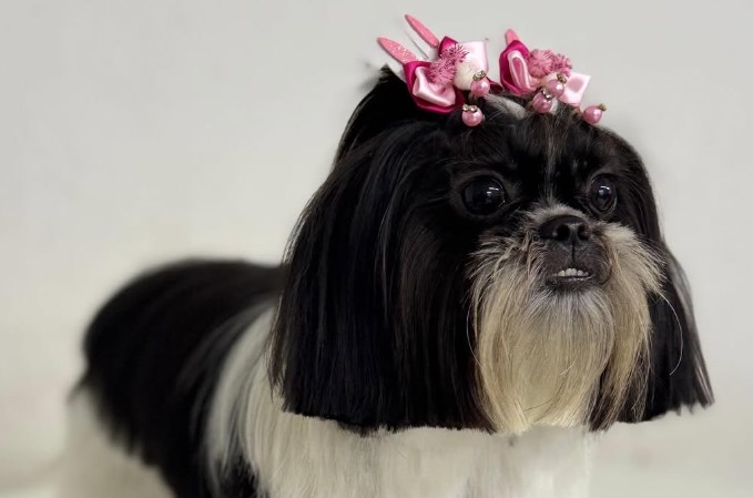 Hotel 5 estrelas para pets de luxo