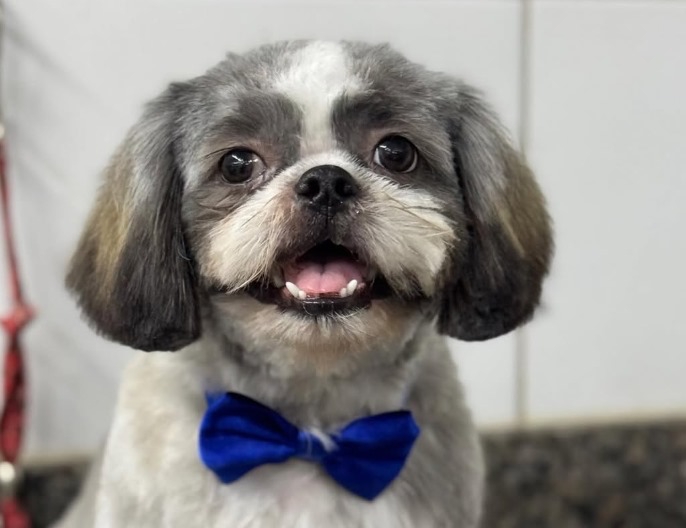 Centro veterinário com equipamentos modernos