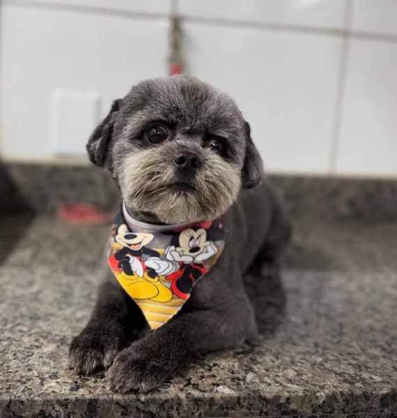 Poodle - Tosa continental clássica