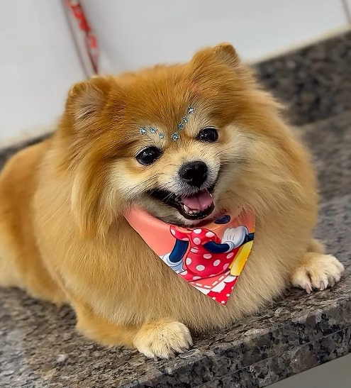 Área de recreação para pets