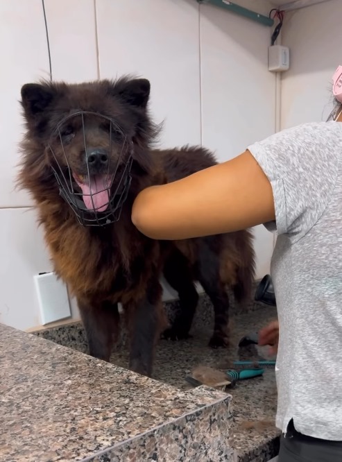 Shih Tzu - Tosa asiática moderna