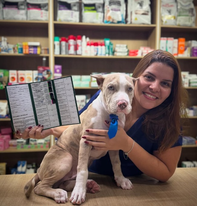 Yorkshire - Tosa bebê com laçinho